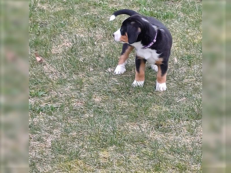 Entlebucher Sennenhund Welpen vom Züchter!