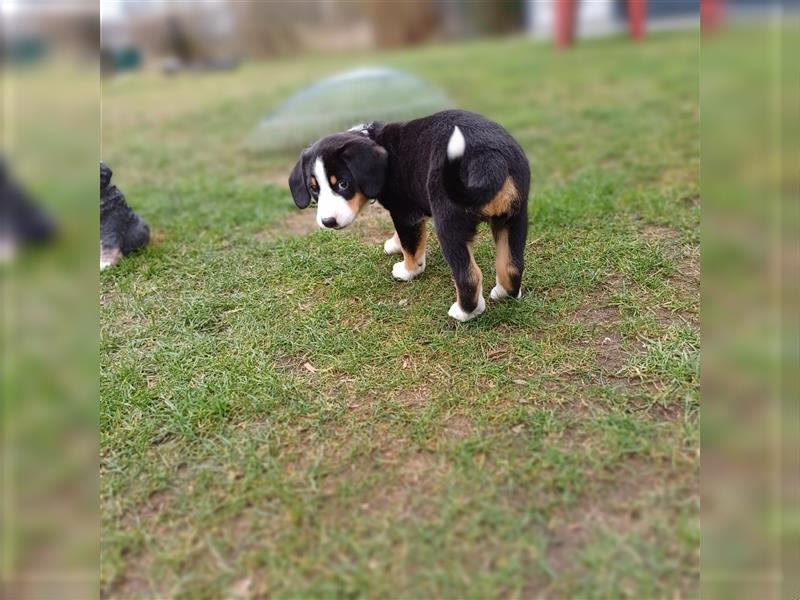 Entlebucher Sennenhund Welpen vom Züchter!