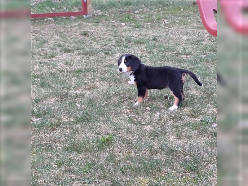 Entlebucher Sennenhund Welpen vom Züchter!