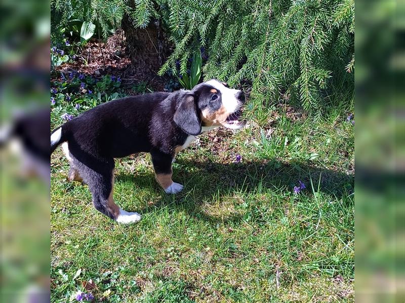 Entlebucher Sennenhund Welpen vom Züchter!