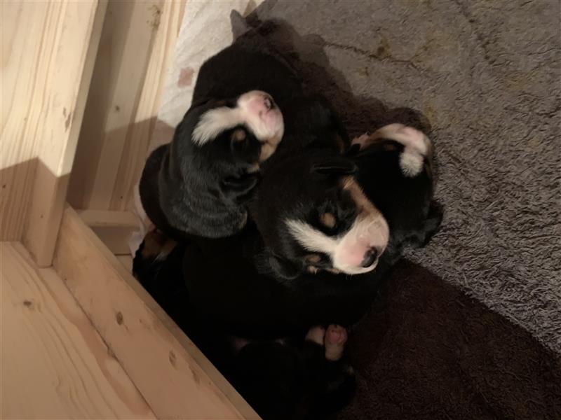 Entlebucher Sennenhundwelpen