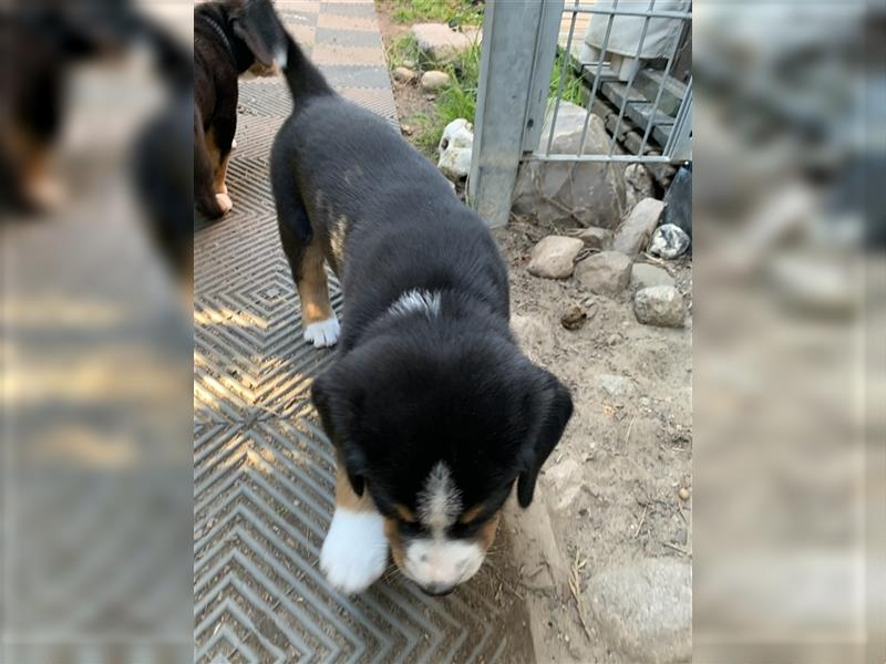 Entlebucher Sennenhundwelpen