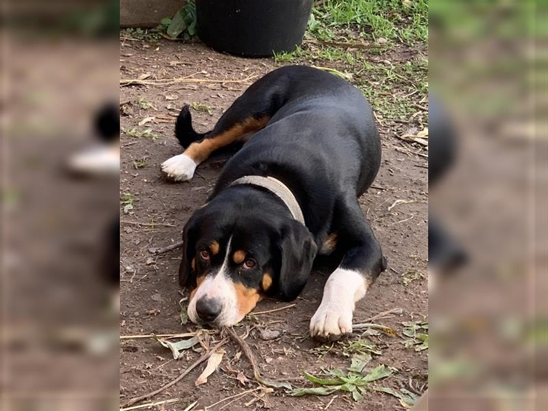 Entlebucher Sennenhundwelpen