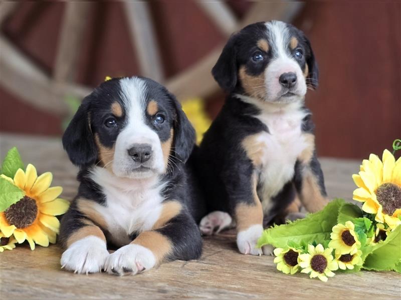 Entlebucher Sennenhunde Welpen mit Papieren