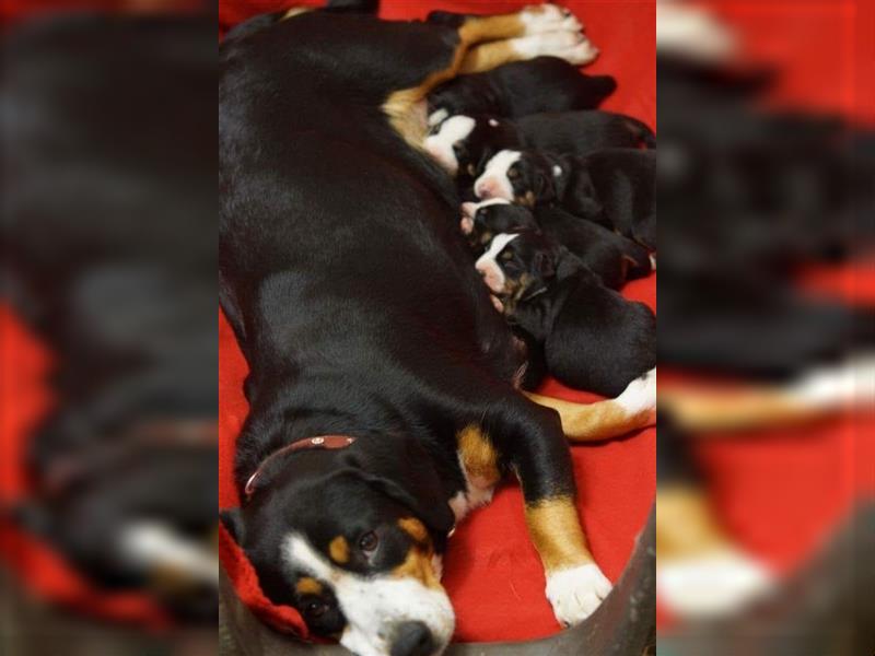 Entlebucher Sennenhunde Welpen mit Papieren