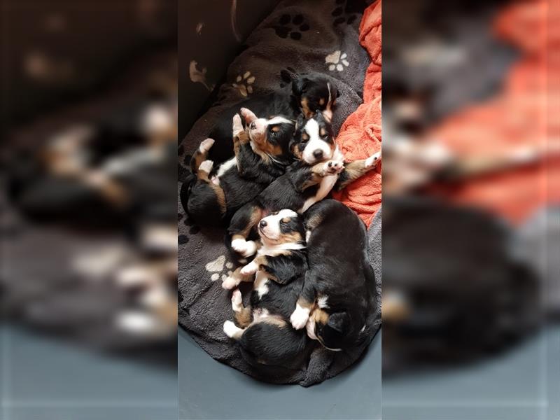 Entlebucher Sennenhunde Welpen mit Papieren