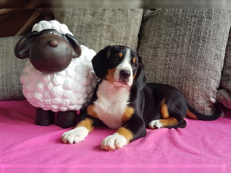 Entlebucher Sennenhunde Welpen mit Papieren