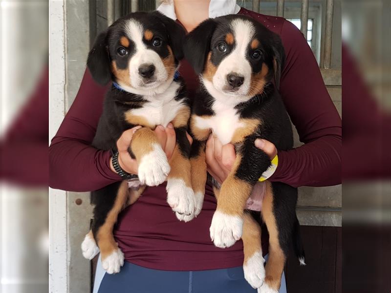 Entlebucher Sennenhunde Welpen mit Papieren