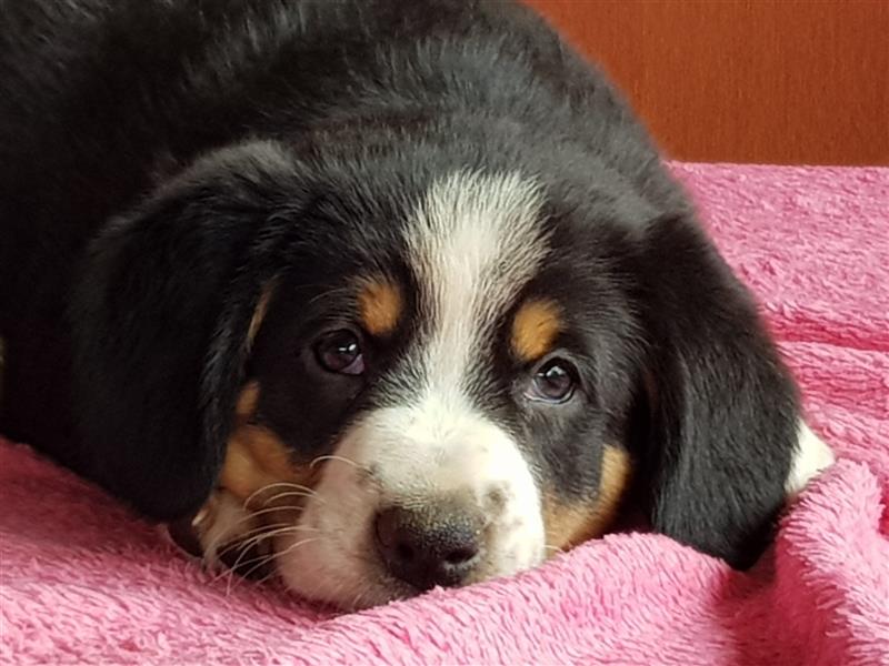 Entlebucher Sennenhunde Welpen mit Papieren