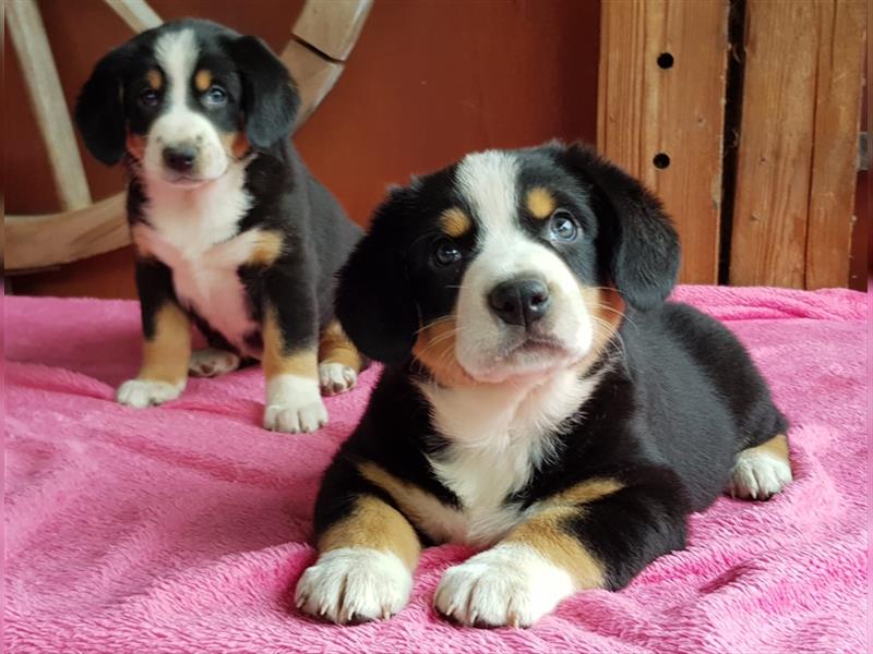 Entlebucher Sennenhunde Welpen mit Papieren