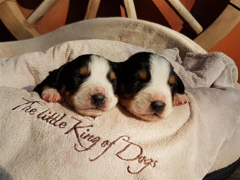 Entlebucher Sennenhunde Welpen mit Papieren