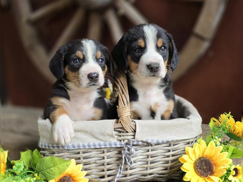 Entlebucher Sennenhunde Welpen mit Papieren