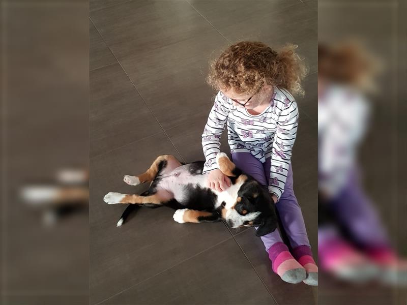 Entlebucher Sennenhunde Welpen mit Papieren