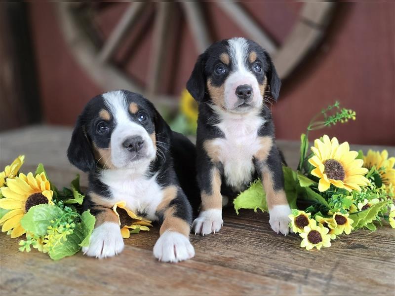 Entlebucher Sennenhunde Welpen mit Papieren