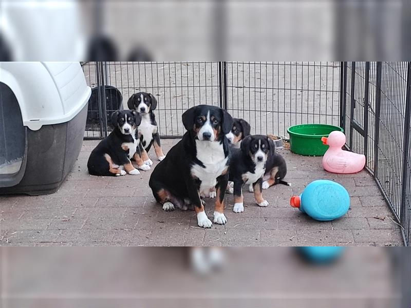 Entlebucher Sennenhunde Welpen mit Papieren