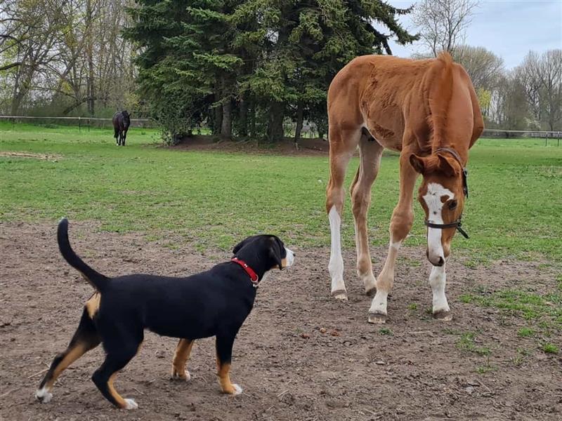 Entlebucher Sennenhunde Welpen mit Papieren