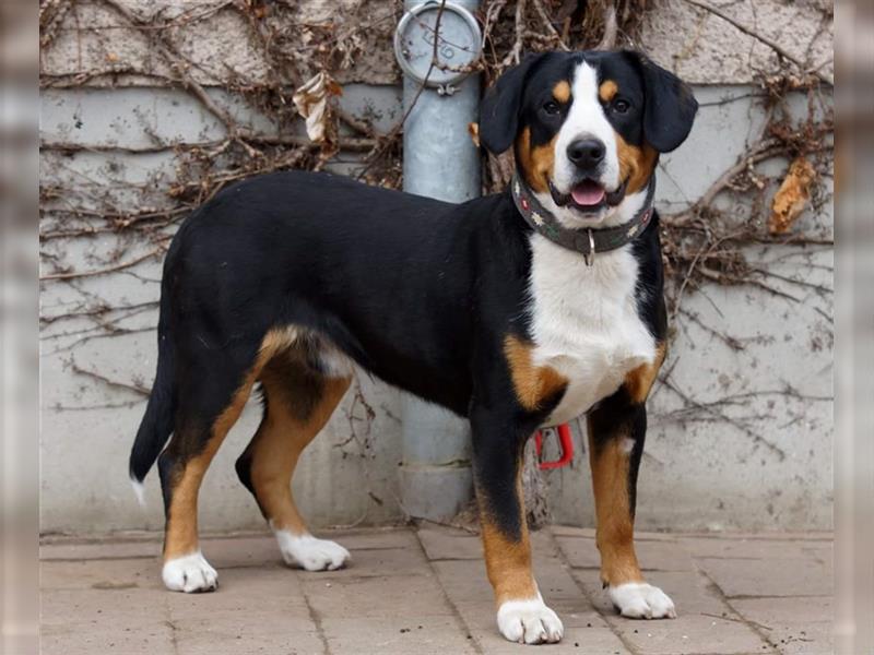 Entlebucher Sennenhunde Welpen mit Papieren