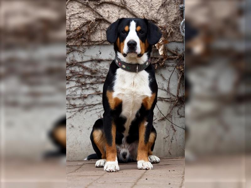 Entlebucher Sennenhunde Welpen mit Papieren