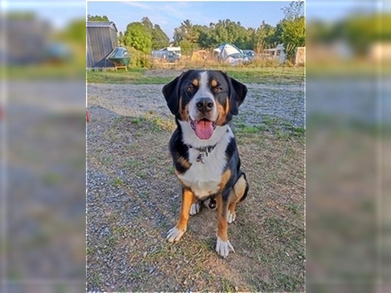 Deckrüde Entlebucher/Großer Schweizer