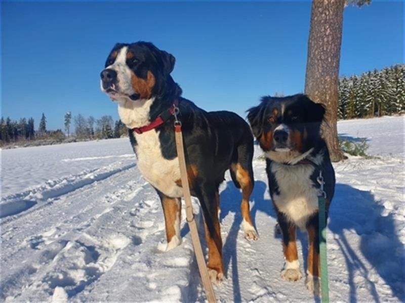 Deckrüde Entlebucher/Großer Schweizer