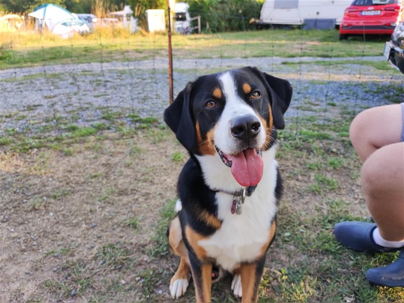 Deckrüde Entlebucher/Großer Schweizer