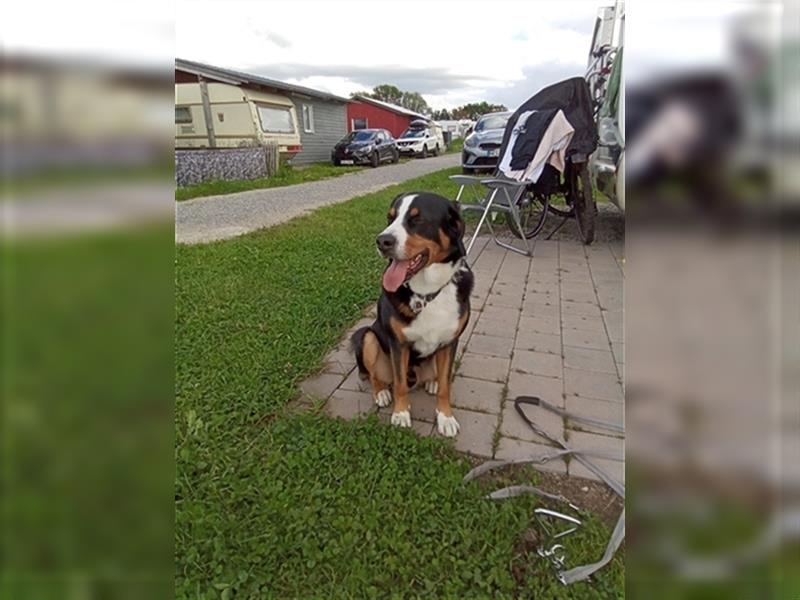 Deckrüde Entlebucher/Großer Schweizer