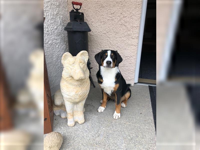 Deckrüde Entlebucher/Großer Schweizer