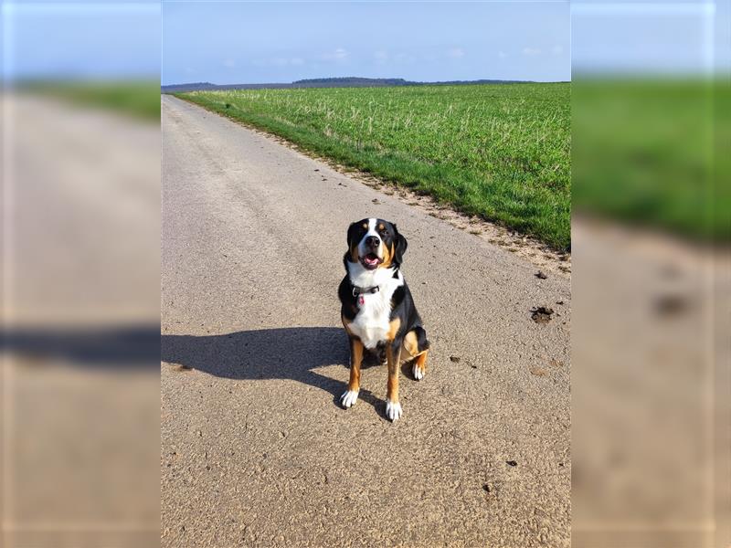 Deckrüde Entlebucher/Großer Schweizer