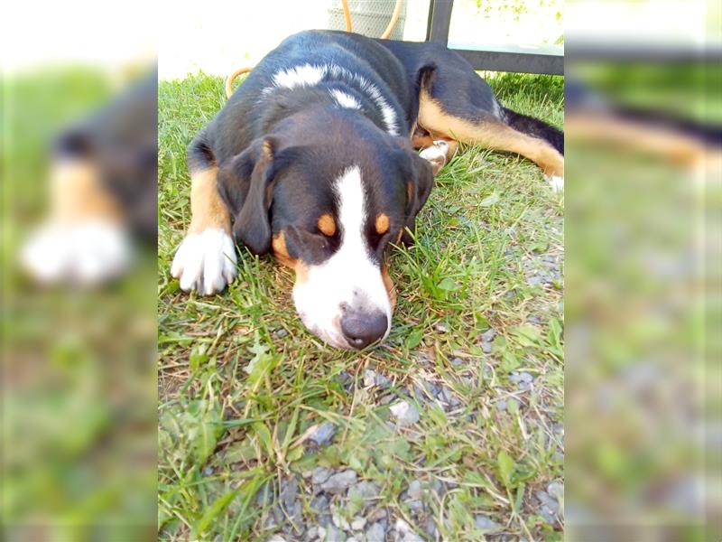 Deckrüde Entlebucher/Großer Schweizer