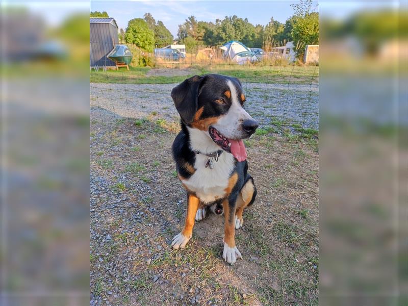 Deckrüde Entlebucher/Großer Schweizer