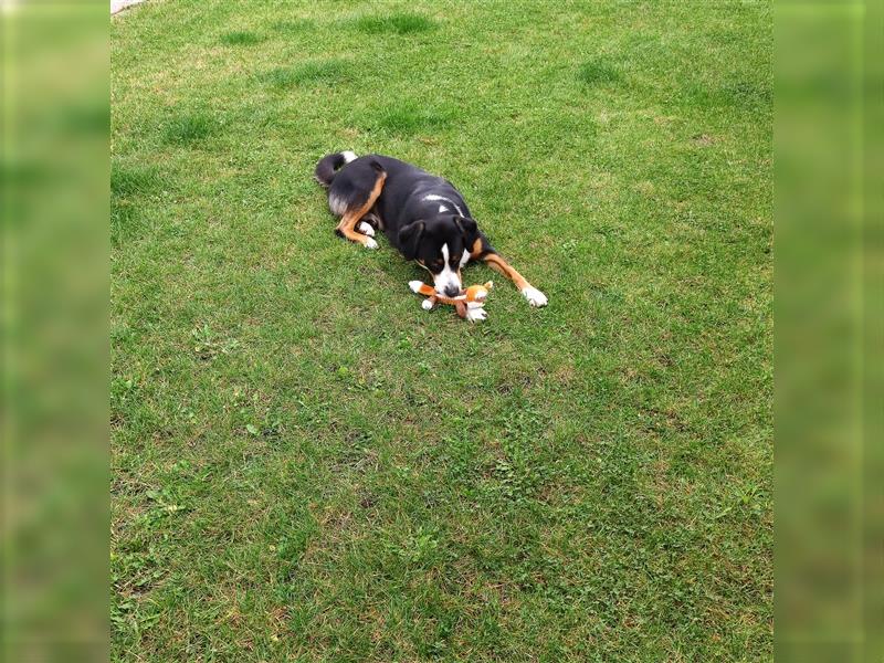 Deckrüde Entlebucher/Großer Schweizer