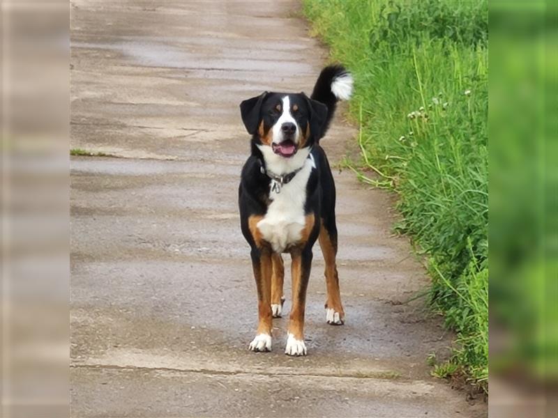 Deckrüde Entlebucher/Großer Schweizer