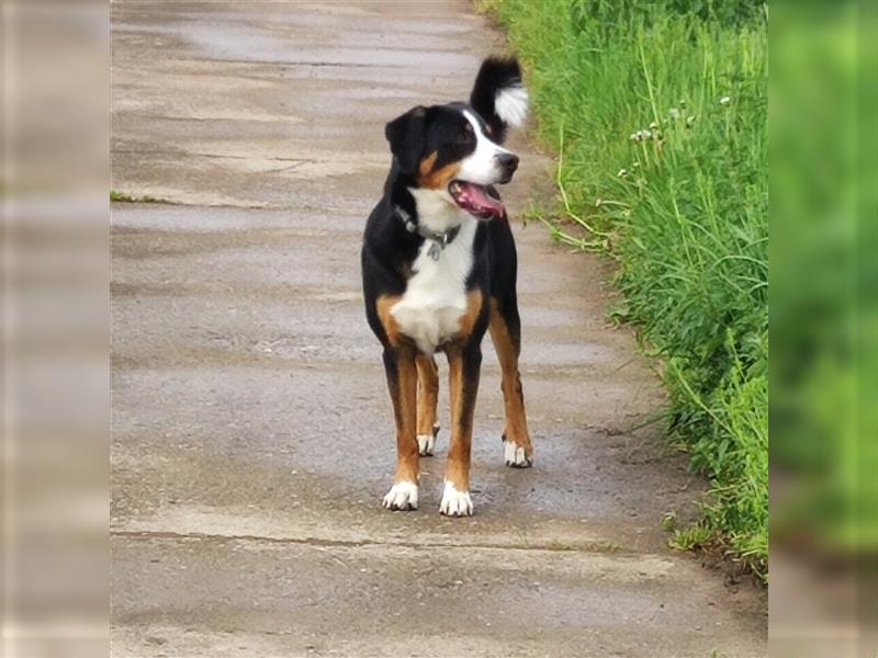 Deckrüde Entlebucher/Großer Schweizer