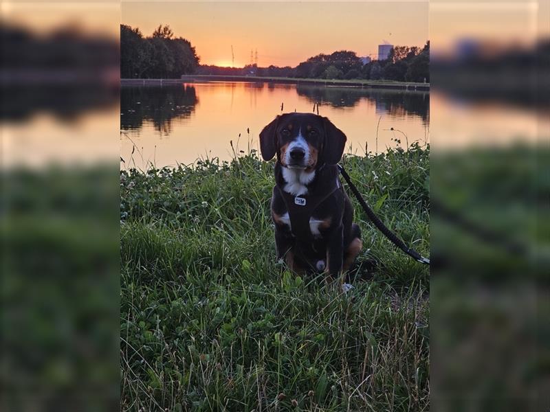 Entlebucher Sennenhund Rüde 24 Wochen jung sucht ein neues Zuhause