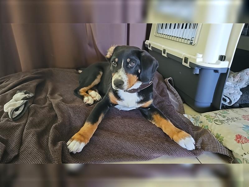 Entlebucher Sennenhund Rüde 24 Wochen jung sucht ein neues Zuhause