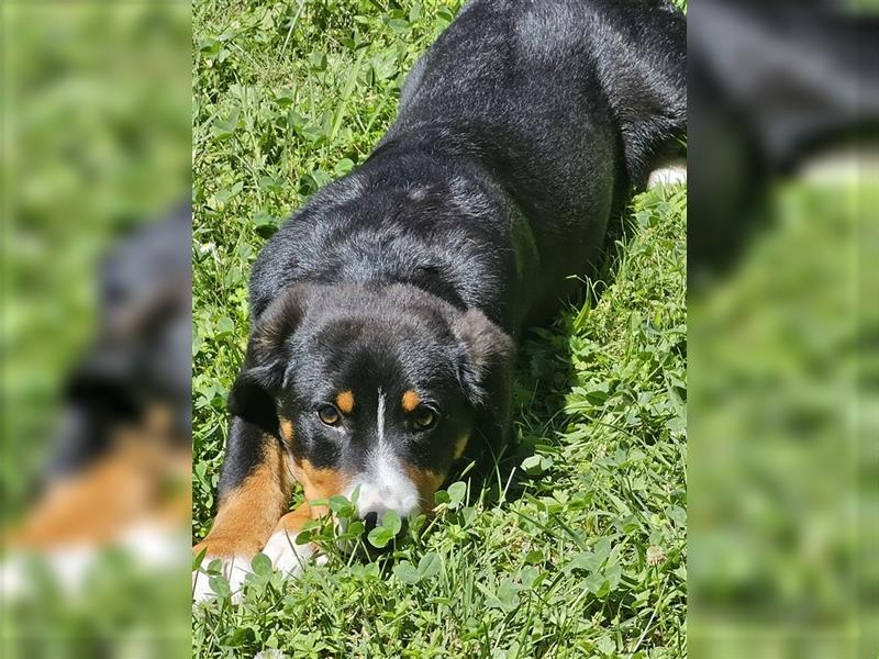 Entlebucher Sennenhund Rüde 24 Wochen jung sucht ein neues Zuhause