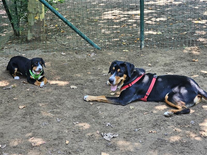 Entlebucher Sennenhund Rüde 24 Wochen jung sucht ein neues Zuhause