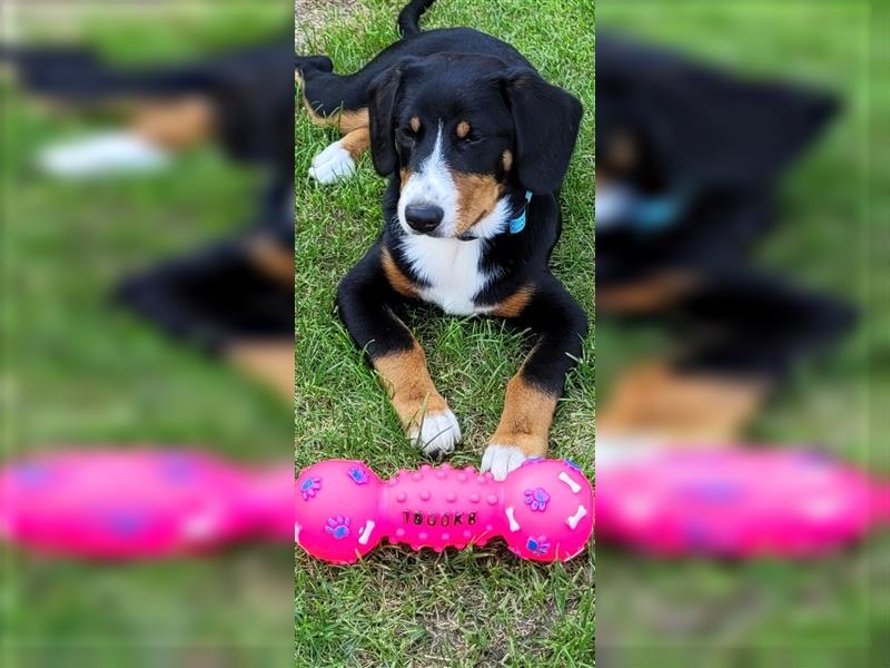 Entlebucher Sennenhund Rüde 24 Wochen jung sucht ein neues Zuhause