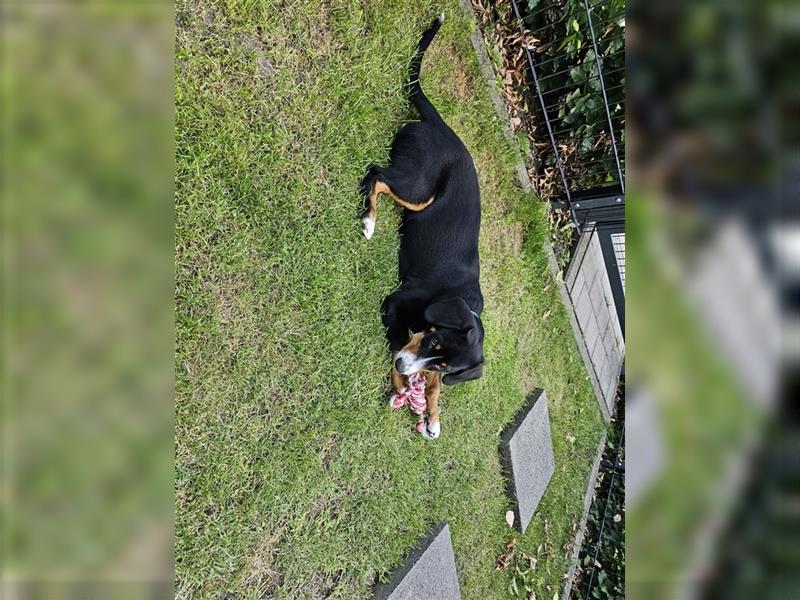 Entlebucher Sennenhund Rüde 24 Wochen jung sucht ein neues Zuhause