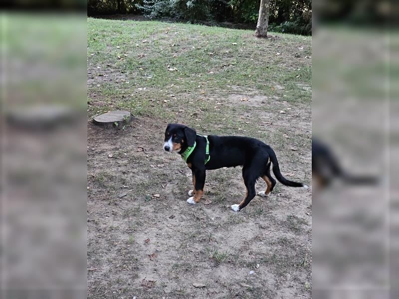 Entlebucher Sennenhund Rüde 24 Wochen jung sucht ein neues Zuhause