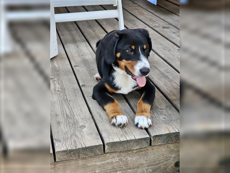 Entlebucher Sennenhund Rüde 24 Wochen jung sucht ein neues Zuhause