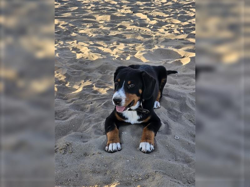 Entlebucher Sennenhund Rüde 24 Wochen jung sucht ein neues Zuhause