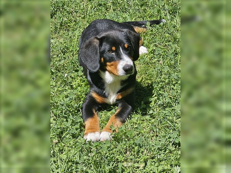 Entlebucher Sennenhund Rüde 24 Wochen jung sucht ein neues Zuhause