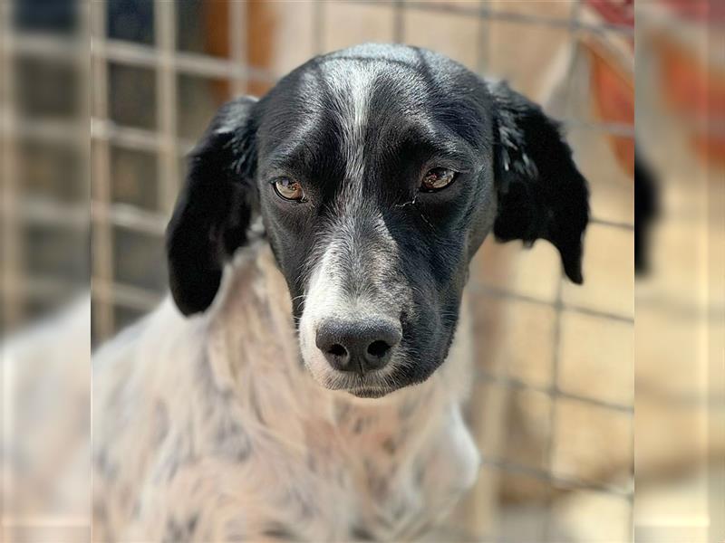 ESME-ein eher zurückhaltendes Mädchen,welches am liebsten die Zeit bei den Menschen verbringen möcht