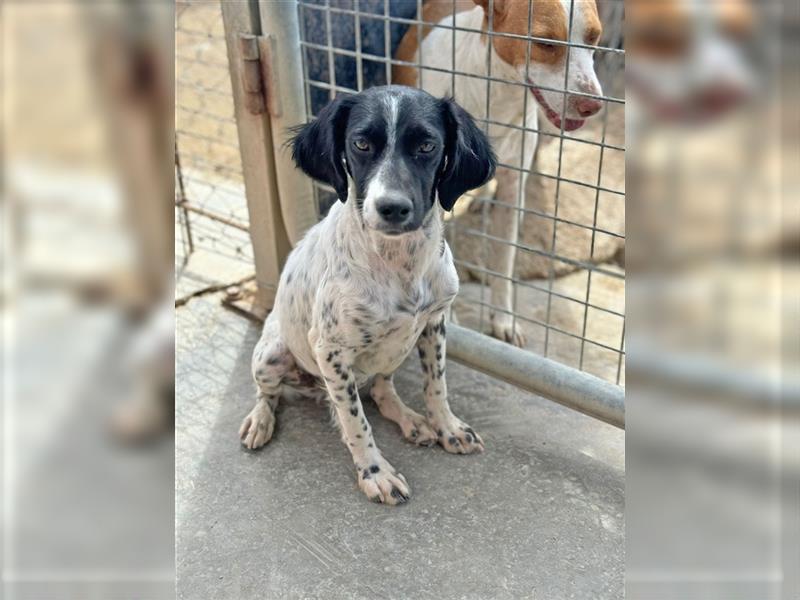 ESME-ein eher zurückhaltendes Mädchen,welches am liebsten die Zeit bei den Menschen verbringen möcht