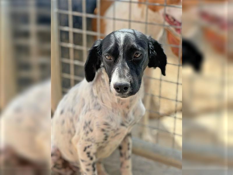 ESME-ein eher zurückhaltendes Mädchen,welches am liebsten die Zeit bei den Menschen verbringen möcht