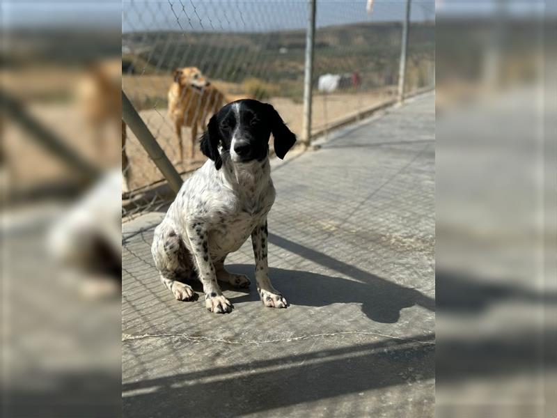 ESME-ein eher zurückhaltendes Mädchen,welches am liebsten die Zeit bei den Menschen verbringen möcht