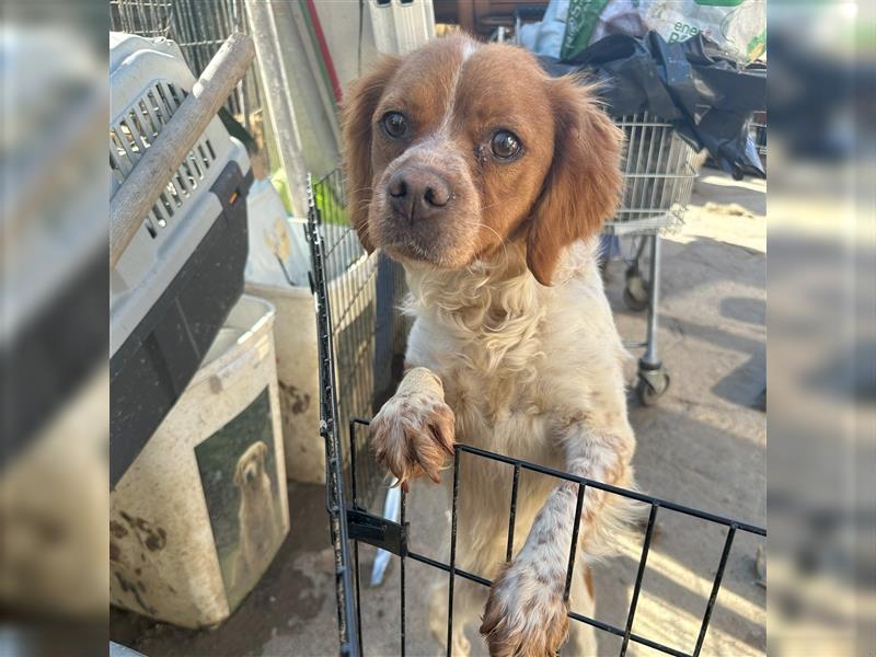 Fröhliche Brela - Epagneul Breton-Mischling, liebe Hündin, 4 Jahre, Tierschutz