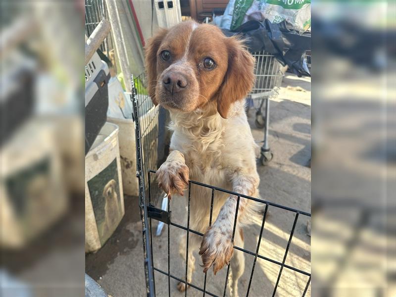 Fröhliche Brela - Epagneul Breton-Mischling, liebe Hündin, 4 Jahre, Tierschutz