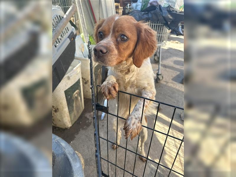 Fröhliche Brela - Epagneul Breton-Mischling, liebe Hündin, 4 Jahre, Tierschutz